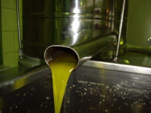 Aceite de oliva virgen extra: Comienzo de campaña